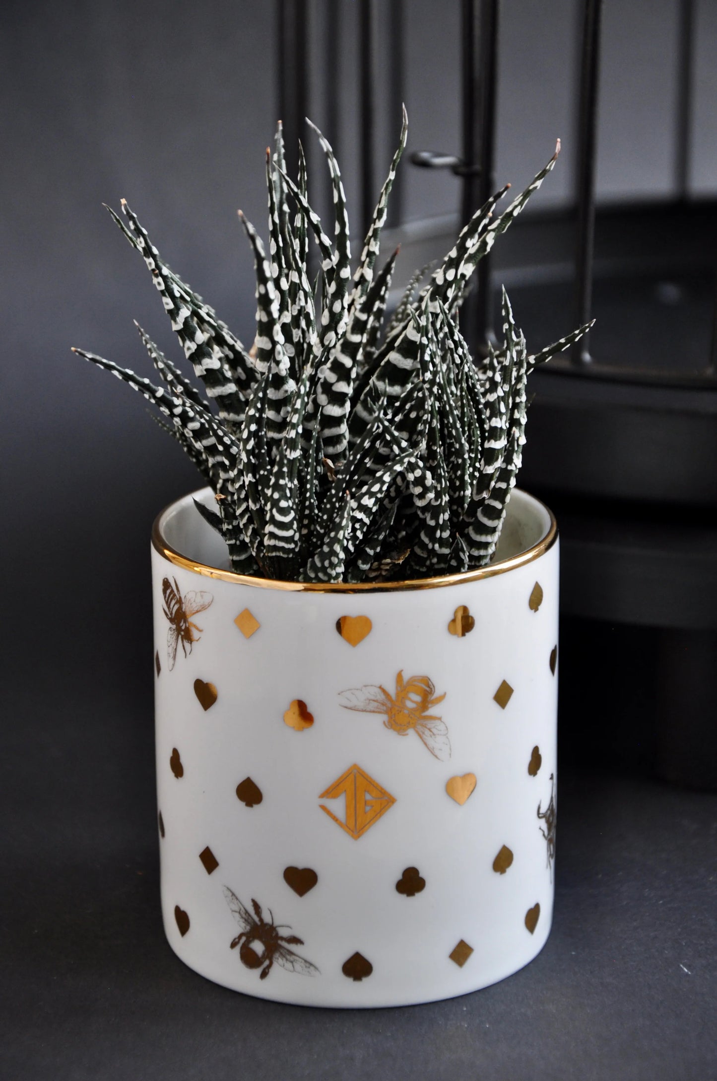 Small fine bone china cachepot holding a green succulent.